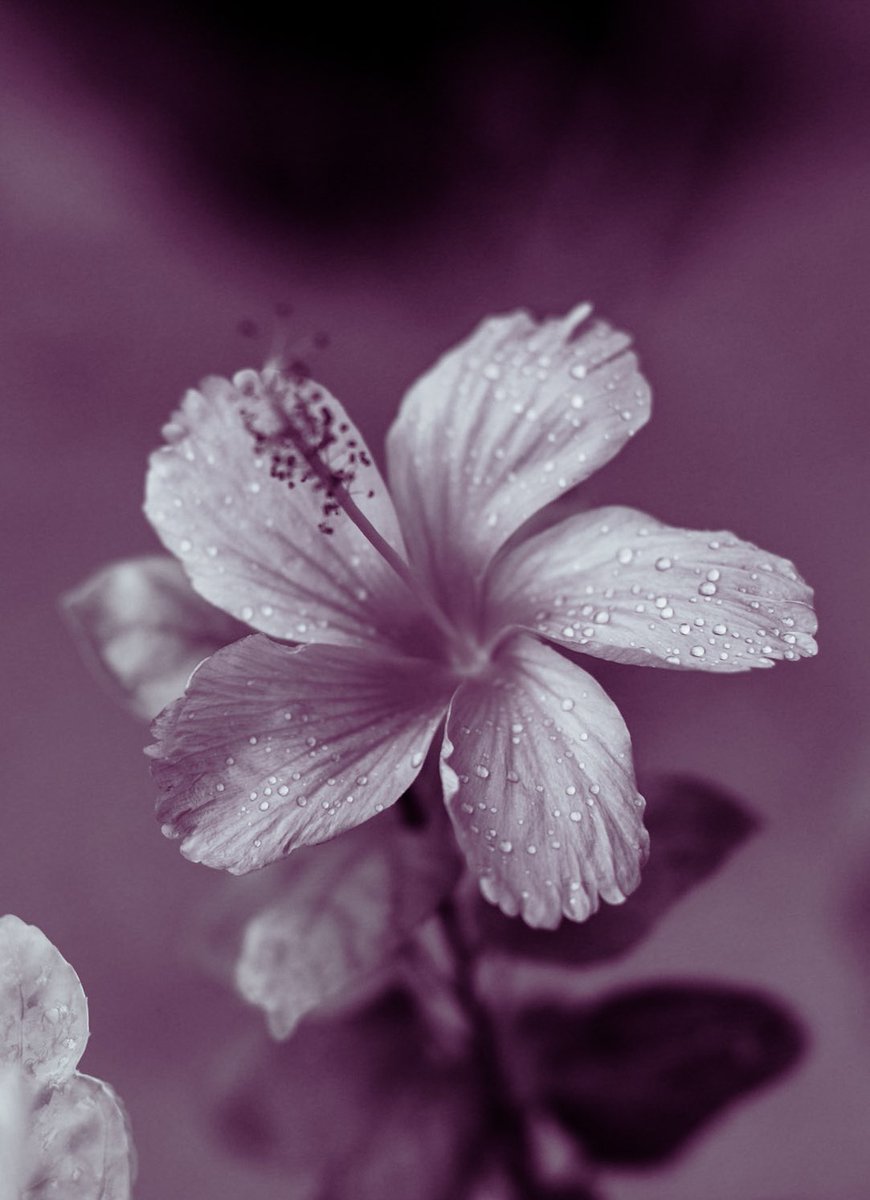 YVETTE LOUISE tweet media