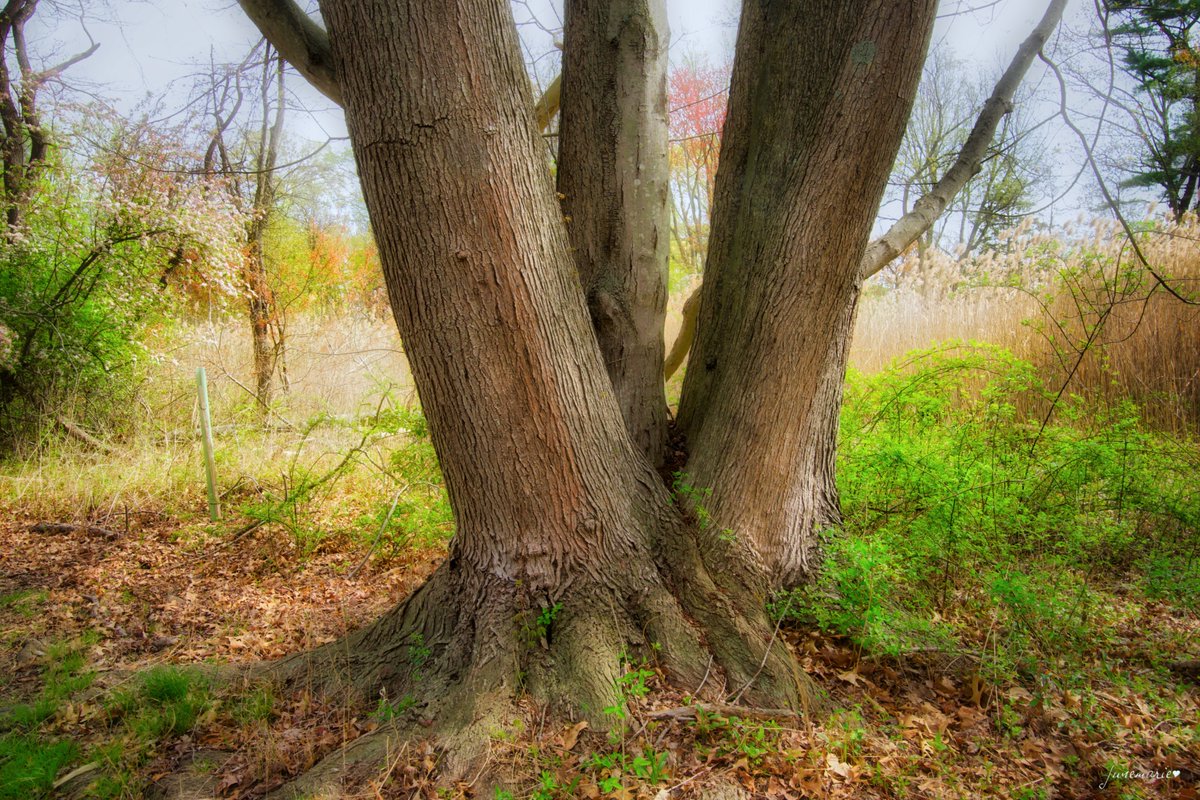 Happy #ThickTrunkTuesday
#photography #photographyisart #photographylovers #scenic #NatureBeauty