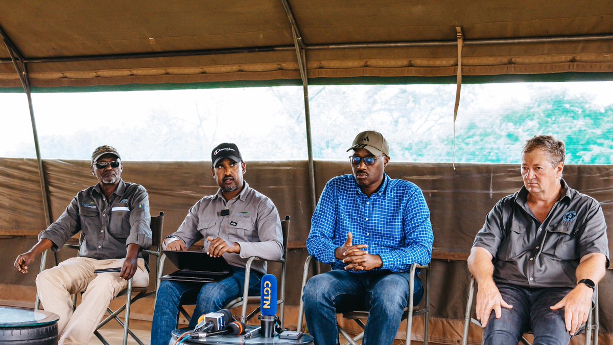 Rwanda Development Board (@rdbrwanda) on Twitter photo Happening now:
RDB and <a href="/AfricanParks/">African Parks</a> are hosting a media briefing on the successful translocation of 70 southern white rhino to <a href="/AkageraPark/">Akagera National Park</a>.
This historic cross-continental move under the Rhino Rewild Initiative underscores Rwanda’s commitment to advancing conservation and Happening now:
RDB and <a href="/AfricanParks/">African Parks</a> are hosting a media briefing on the successful translocation of 70 southern white rhino to <a href="/AkageraPark/">Akagera National Park</a>.
This historic cross-continental move under the Rhino Rewild Initiative underscores Rwanda’s commitment to advancing conservation and