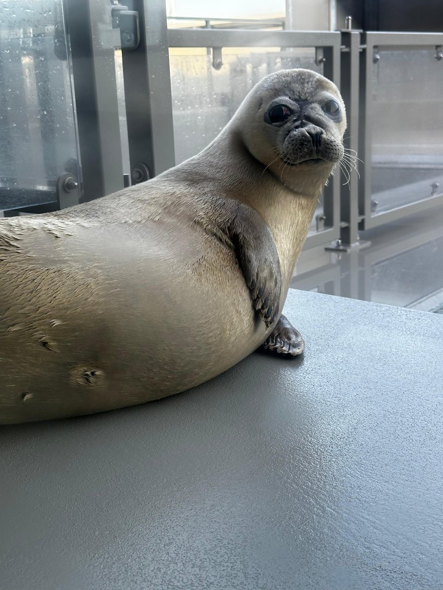 Zeehondencreche's tweet image. On Friday, Gothmog and Kinako will be released and you can watch it live 🎉
After 2 months in our center, the seals are healthy and strong enough to return to their natural environment: the Wadden Sea.🌊
Will you watch this special moment with us?
youtube.com/live/jVtS1ZQmK…