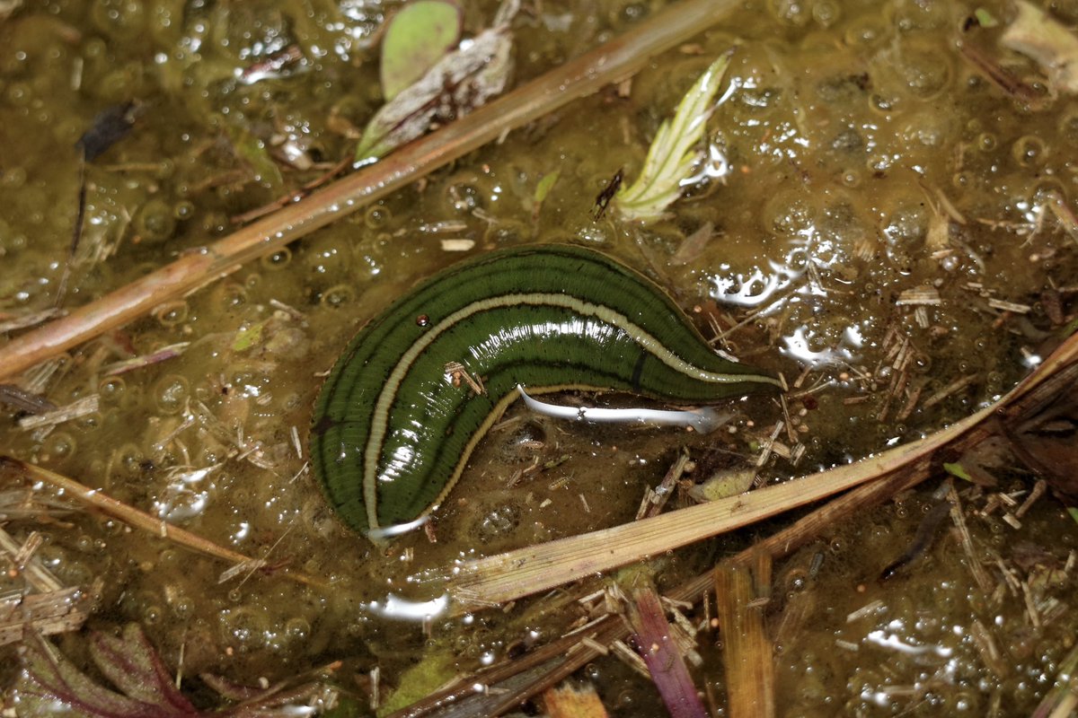 セスジビル
𝘞𝘩𝘪𝘵𝘮𝘢𝘯𝘪𝘢 𝘦𝘥𝘦𝘯𝘵𝘶𝘭𝘢