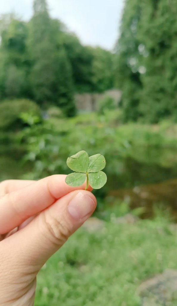 Fox_from_venus's tweet photo. I found a four leaf clovers, sharing my good luck with all of you 🍀 https://t.co/fwHIdiAdmA