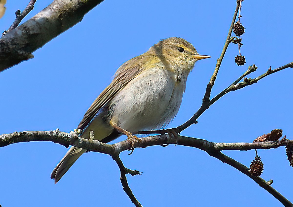 Dennis Morrison (@denmor77) on Twitter photo Iberian Chiffchaff still showing well this morning at Tentsmuir, Fife till 09:30 when I left <a href="/BirdGuides/">BirdGuides</a> Iberian Chiffchaff still showing well this morning at Tentsmuir, Fife till 09:30 when I left <a href="/BirdGuides/">BirdGuides</a>