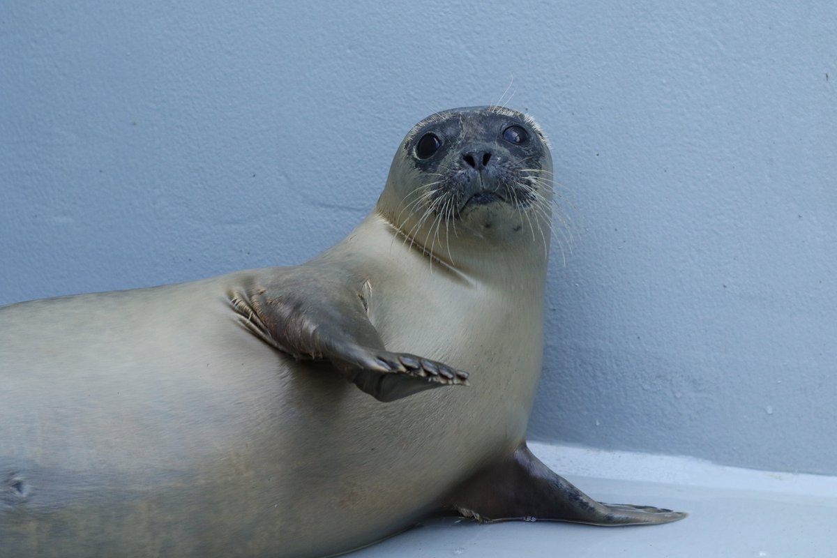 Zeehondencreche's tweet image. On Friday, Gothmog and Kinako will be released and you can watch it live 🎉
After 2 months in our center, the seals are healthy and strong enough to return to their natural environment: the Wadden Sea.🌊
Will you watch this special moment with us?
youtube.com/live/jVtS1ZQmK…