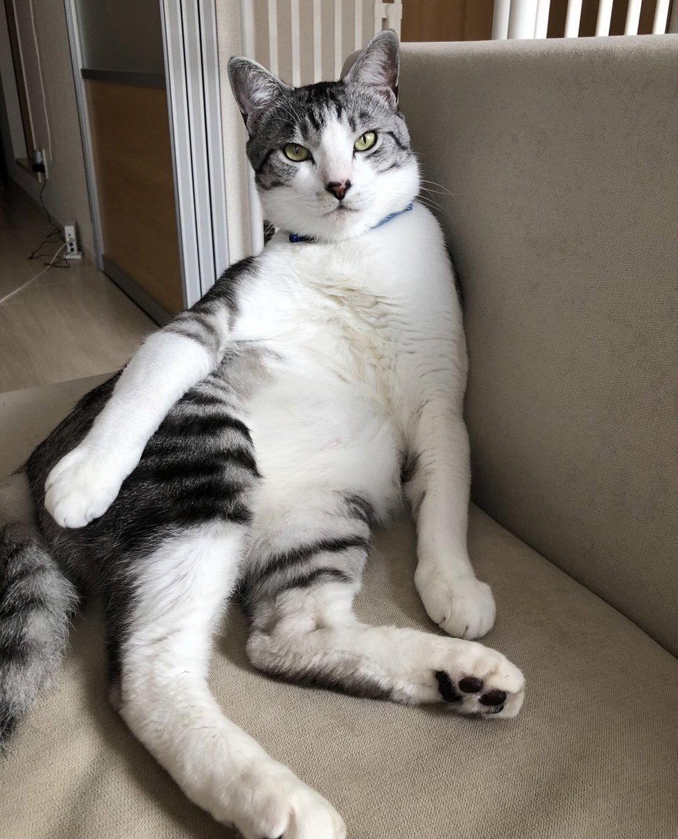 ボス猫に成長

#ボス猫に成長