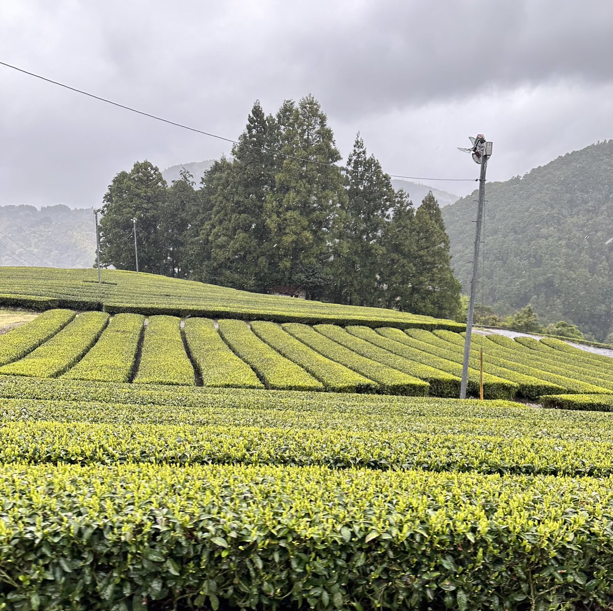 私が会頭を務める静岡県茶業会議所の
第一回理事会が開催されました。
昨年の訪日外国人は過去最高の3,600万人超え、今年の新茶シーズンには、多くのインバウンド・ツアーの客さんがお茶摘み体験を楽しんでいます。