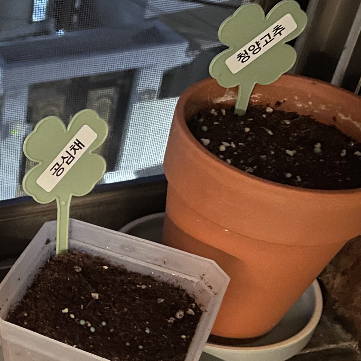 다이소에서 원예용상토 작은거 사서 집 와서 씨앗 심었는데 흙이 엄청 부드럽더라. 이름표도 사서 식물마다 꼽아줬다. 라벨프린터기가 너무 재밌다.🌱