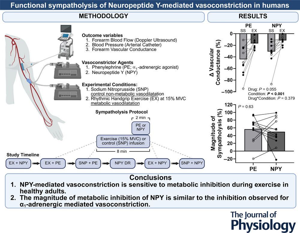 Journal of Physiology (@jphysiol) on Twitter photo In this recent study, Denis J. Wakeham (<a href="/UTSWMedCenter/">UT Southwestern Medical Center</a>) et al. investigated functional sympatholysis of neuropeptide Y-mediated #vasoconstriction in humans 🫀🏃
📜 Read the #Research here: buff.ly/VYNVPm9 In this recent study, Denis J. Wakeham (<a href="/UTSWMedCenter/">UT Southwestern Medical Center</a>) et al. investigated functional sympatholysis of neuropeptide Y-mediated #vasoconstriction in humans 🫀🏃
📜 Read the #Research here: buff.ly/VYNVPm9