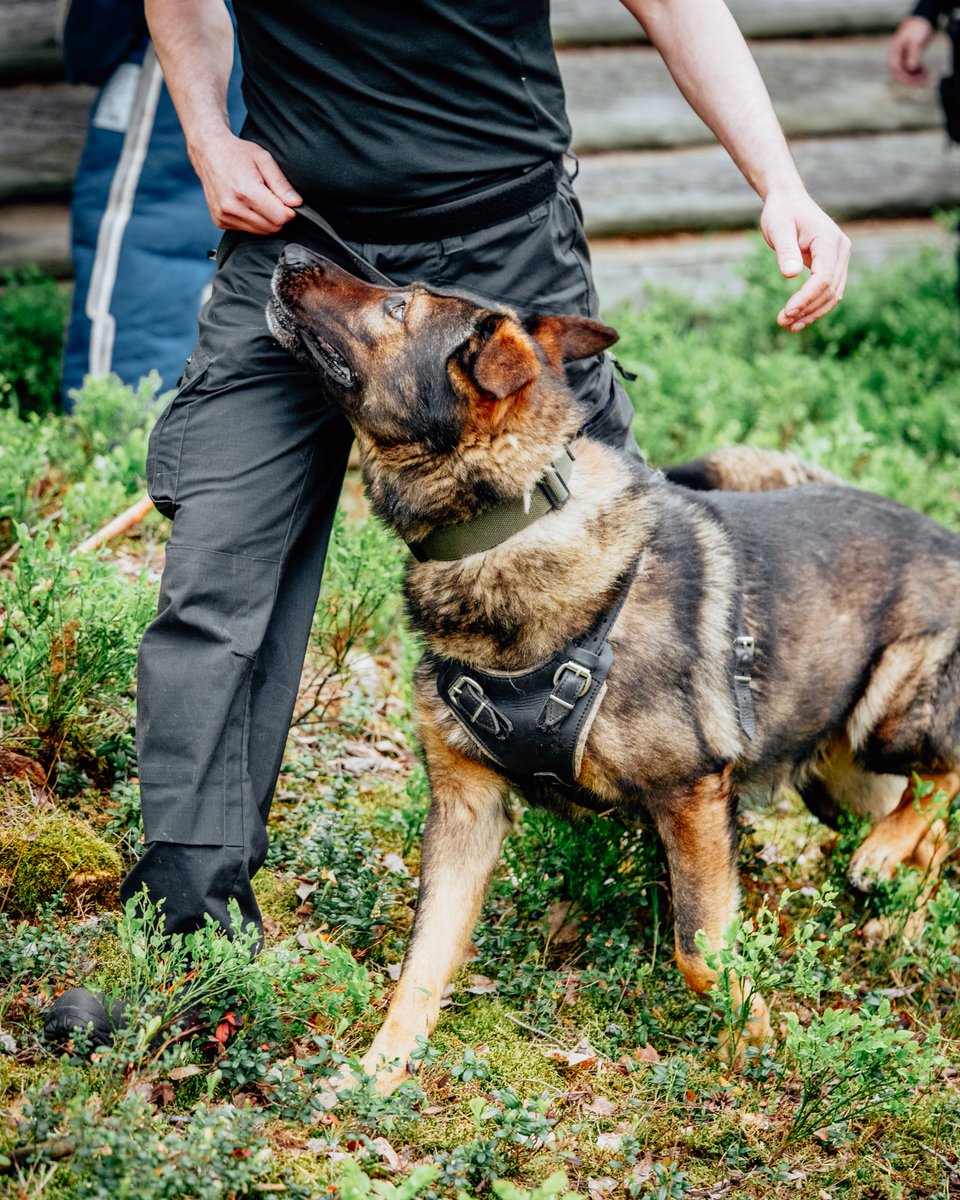 Raja- ja merivartiokoululla myös koirat opiskelevat!📷

Koiratoimintaa koirille sekä ohjaajille opettavat kokeneet koiratoiminnan opettajamme.
Opetusaiheita ovat mm. esine-etsinnät ja jäljestäminen. Opetukseen kuuluu myös eläinten hyvinvointilaki sekä koirien tunteet/elekieli.