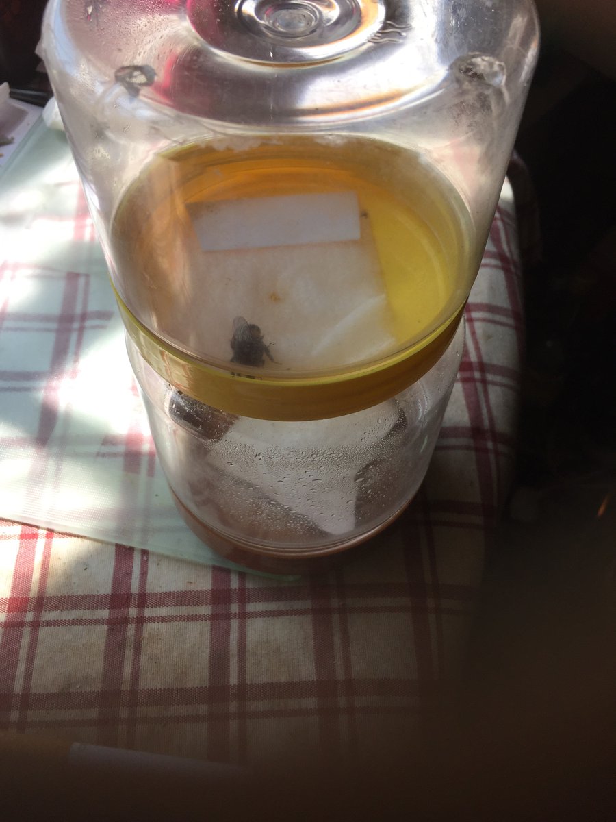 Bumble bees: The sausage who just popped in &amp; got caught in a web has been safely picked up after a wander around the room &amp; is having a bit of a feed. I will release him with the other chap into the yard in a few moments.