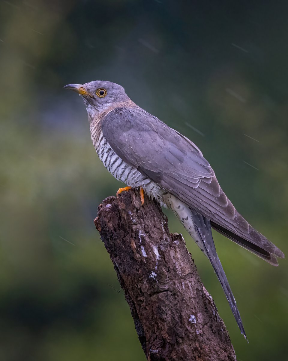 Cuckoo....female a few days back..  #cuckoo