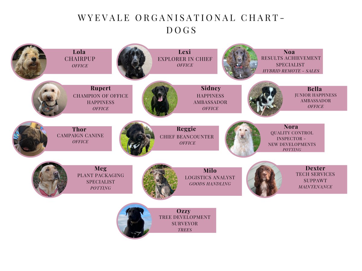 It’s #BringYourDogToWorkDay tomorrow June 21 but as the main team isn’t in tomorrow, we’re having it today!
Research has shown that having dogs in the workplace can help reduce stress, boost employee morale, and create a more relaxed atmosphere. bringyourdogtoworkday.co.uk
