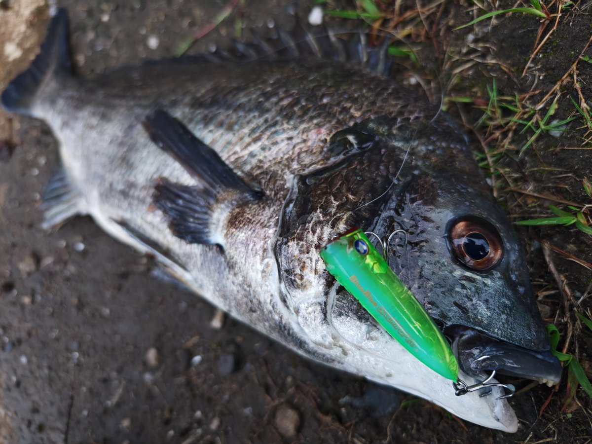 N4oNagashima's tweet photo. 風が強くて水面を滑っちゃうんだぜ!( ー`дー´)
仕方ないから少しチョンチョン入れながらウィンドドリフトの要領で流したらヌッと出てきたんだぜ( ー`дー´)
#BlueBlue #ブルーブルー
#ガチポップ #GACHIPOP60
#チニング https://t.co/ND2K2hWMk8