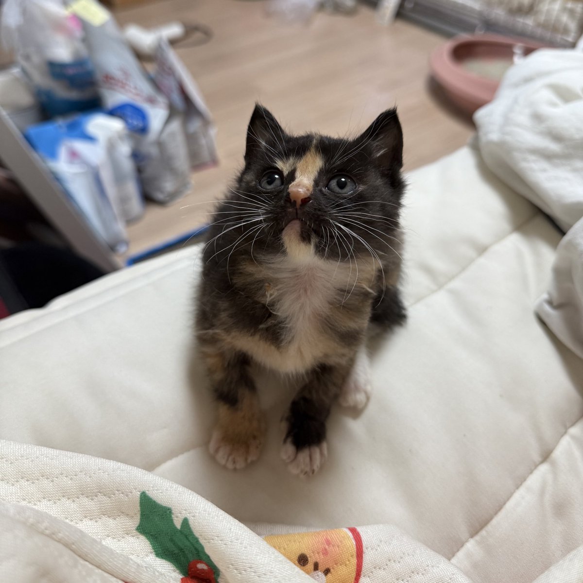 우리 보로도 소개해요💖 보로는 앞발 관절이 심하게 부어 절단 권유 받았으나, 여러 병원 다니며 결정한 결과 우선 약물치료를 이어가기로 했어요 보로가 평생 네 발로 살 수 있게 응원 부탁드려요…🥺
#입양홍보 #아기고양이 #고양이입양 #임보