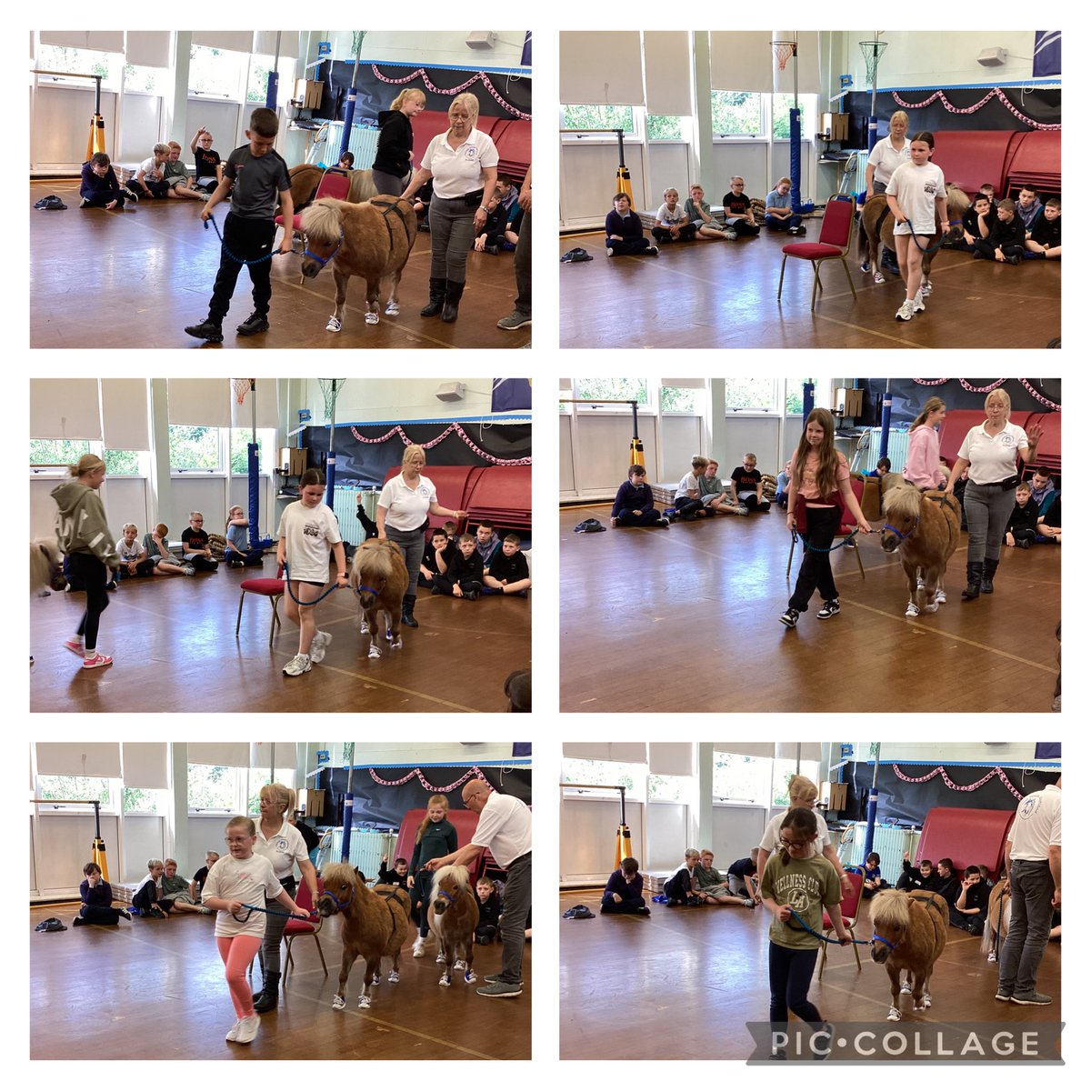 More pony therapy photos! 🐴💛💙 <a href="/ms_strachanloga/">Mrs Mackinnon</a> <a href="/Logans_Primary/">Logans PS and NC</a>