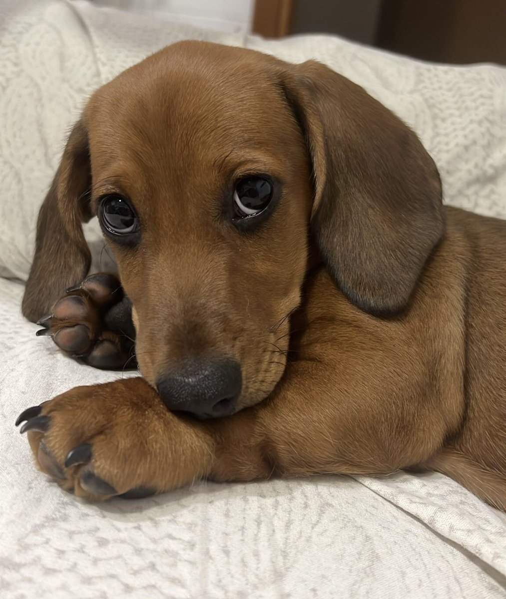 Buon pomeriggio 🥰il mio cucciolo.