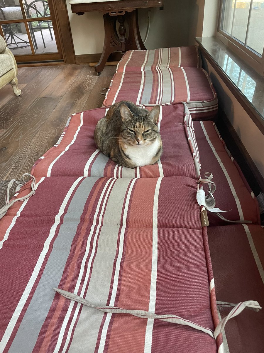 KEL0818's tweet photo. 10 out of 10 loaf this am #faethecat 😻 https://t.co/IOB71e2Mcb