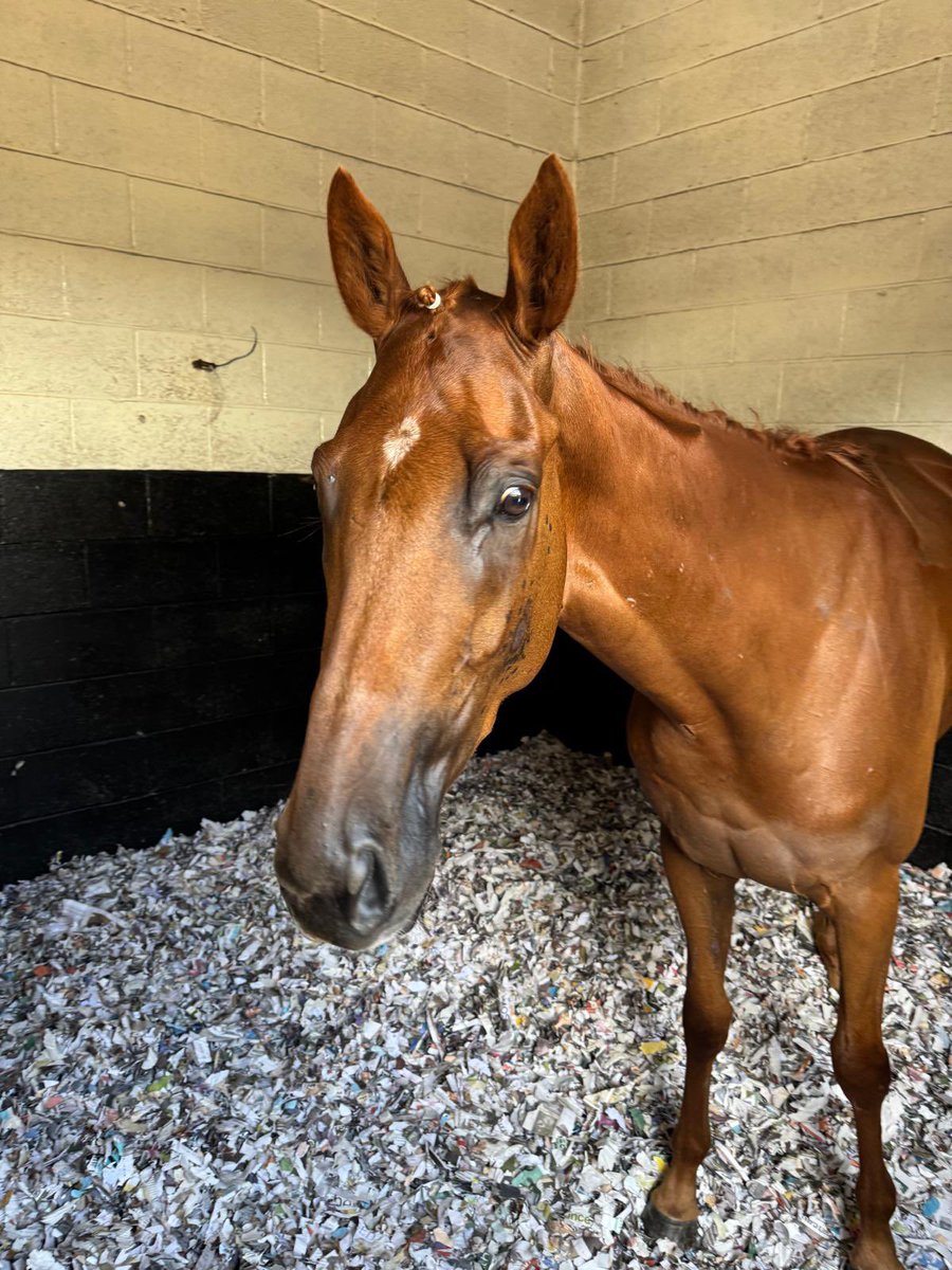 Yankee Queen <a href="/WolvesRaces/">Wolverhampton Races</a> for Callum Hutchinson at 3:15PM