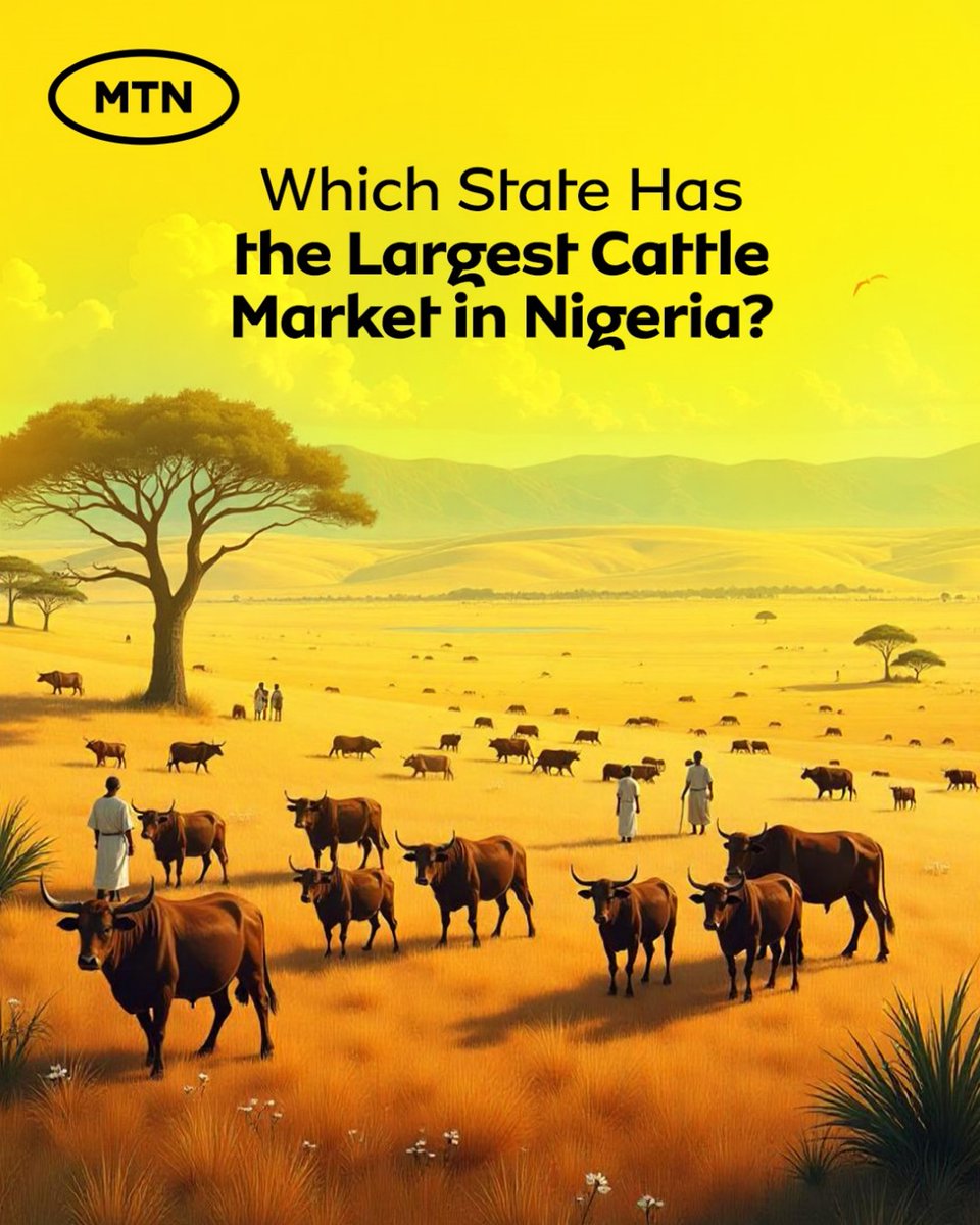 MTNNG's tweet photo. Eid might be over, but the cattle business never sleeps! 🐄✨

Can you guess which state hosts the largest cattle market in Nigeria?
Let’s see who really knows their Naija!
Drop your answer in the comments 👇🏽

#SeeNaija
#SeeNaijaWithMTN
#StayConnected https://t.co/IYuxz0cDBF