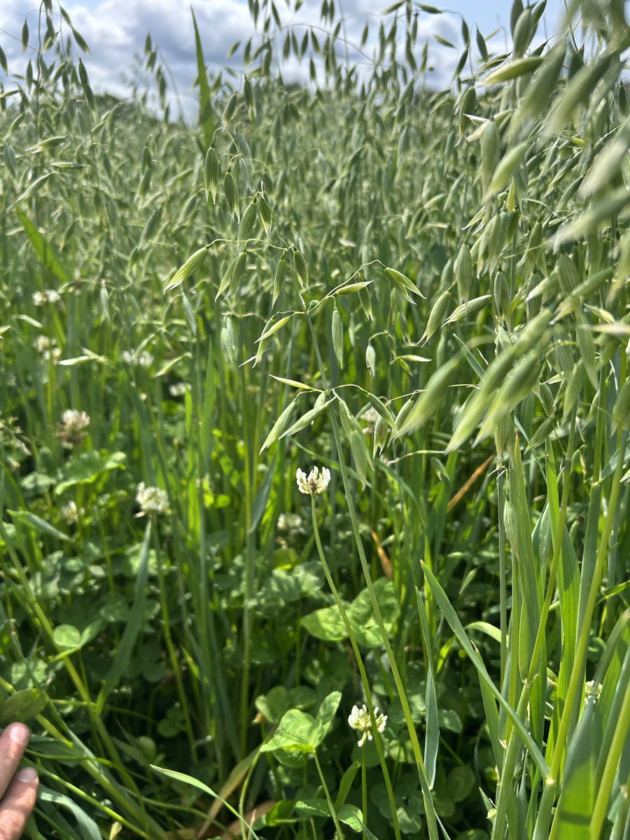 Living mulch looking much better after some good rain, panicle emergence was 2 weeks behind the mono-crop - pictures today vs 27th May. Oats a bit short for combining!  #livingmulch #organicfarming