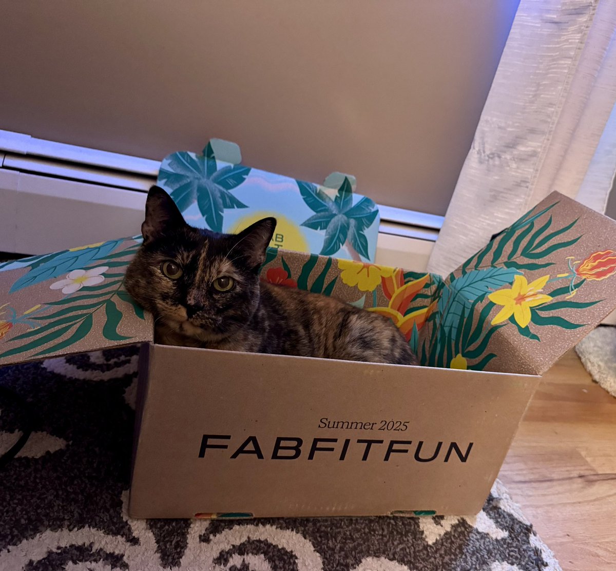 jeanniesdishes's tweet image. Even my #cat can’t wait to get the #fabfitfun box!  So darn cute! #kitty #pets