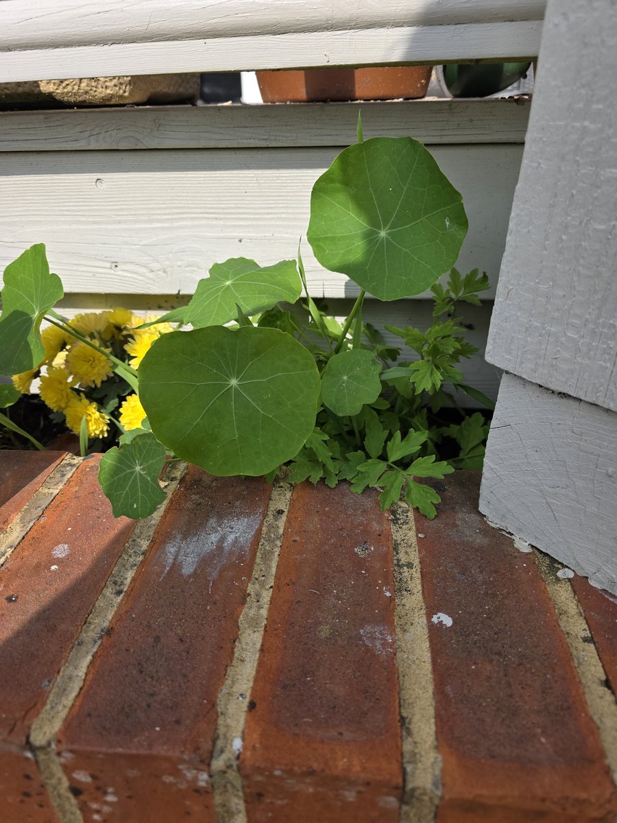 Really pleased with how the garden is coming along after just a year of living here. But can anyone help with with my nasturtiums aren't growing? The ones under the decking are thriving but the potted ones aren't loving life.