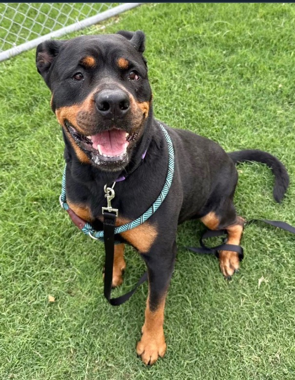 OlwynHope's tweet image. Two of their friends SAVED! These 3 adorable dogs left are now HIGH KILL TBK at ANYTIME‼️ #CorpusChristi Tx 💉💉💉 For NO reason 
IRAYA #A381415  1yo 
MARILU  #A381283  2yo 
MARCY #A380686  4yo 
Plz #PLEDGE4 #RESCUE or #ADOPT these 3 wonderful, Dogs they deserve a happy life