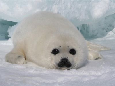 You have been blessed by this super cute seal! 

Now go, have a good day. ❤️

Or else I will find you and make you have a good day! (This is a threat).
