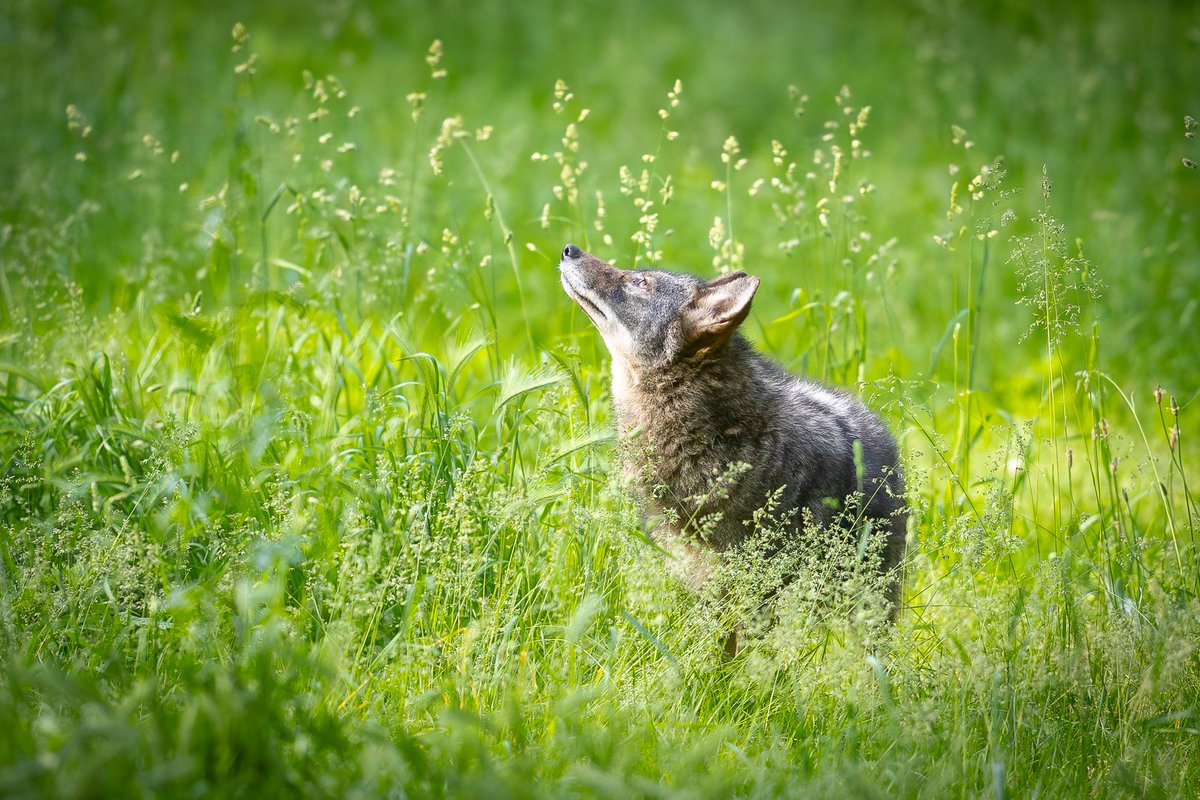 Urban coyote amidst meadow grass, sniffing the air. (Earlier this spring, the Bronx, New York)

#nature #wildlife