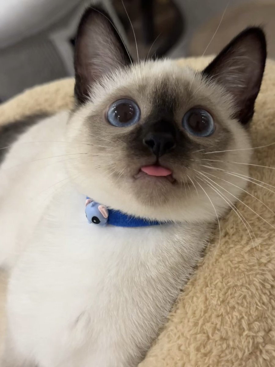 爱(灿) tweet media