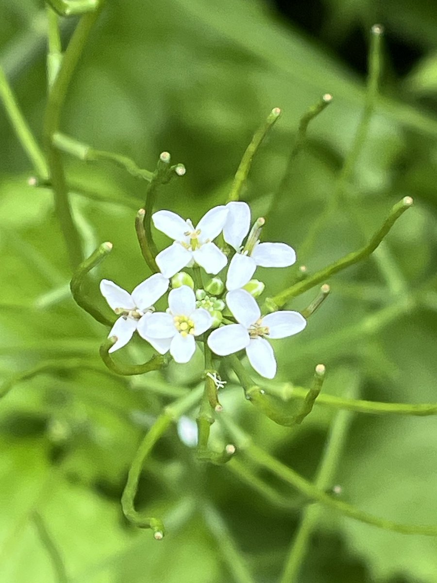 A timeless watch o’er nature’s verdant scene.🤍💚
