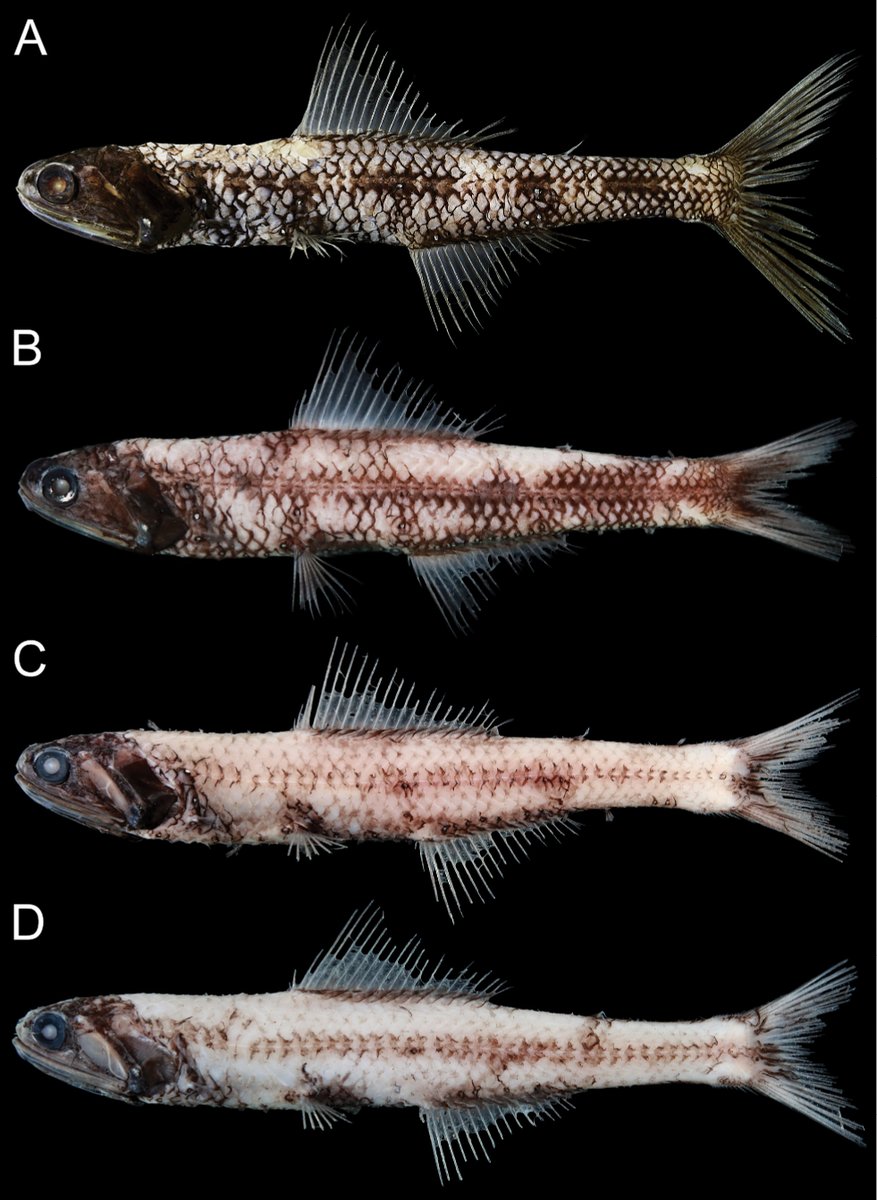 The Japanese lanternfish, Notoscopelus japonicus, has been recorded for the first time from Taiwan based on four specimens.

🔗 doi.org/10.3897/aiep.5…