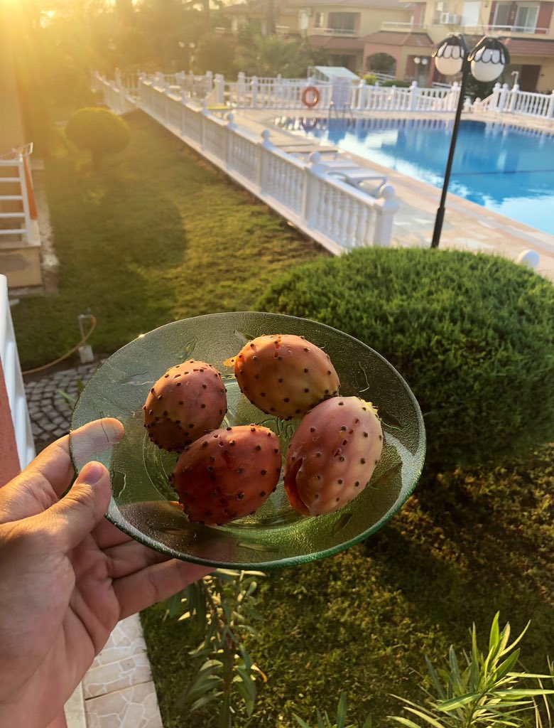 TEFO (@cclipperr) on Twitter photo fakir turnusolü tvittir.. bu meyvenin ismini bilmiyorsan gecmis olsun kardesim fakir turnusolü tvittir.. bu meyvenin ismini bilmiyorsan gecmis olsun kardesim