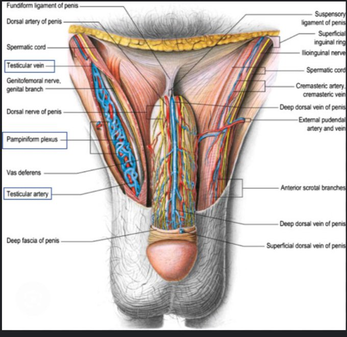 VirtudMental's tweet image. La testosterona es lo que mantiene vivos a los hombres.

Pero en los últimos 50 años, los niveles han caído un 50%.

Aquí están los 15 mejores alimentos y suplementos con respaldo científico para aumentar la testosterona (marca esto como favorito):