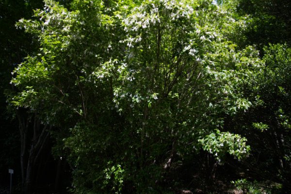 Cherry-B tweet media