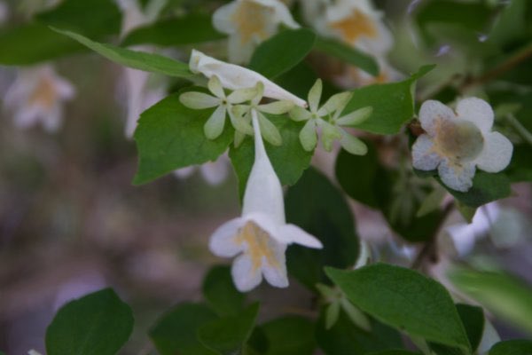 Cherry-B tweet media