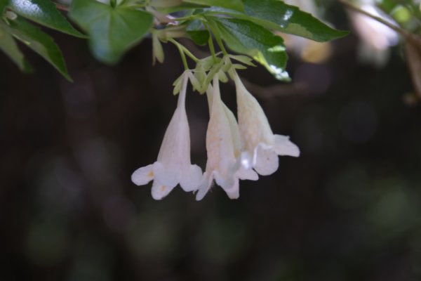 Cherry-B tweet media