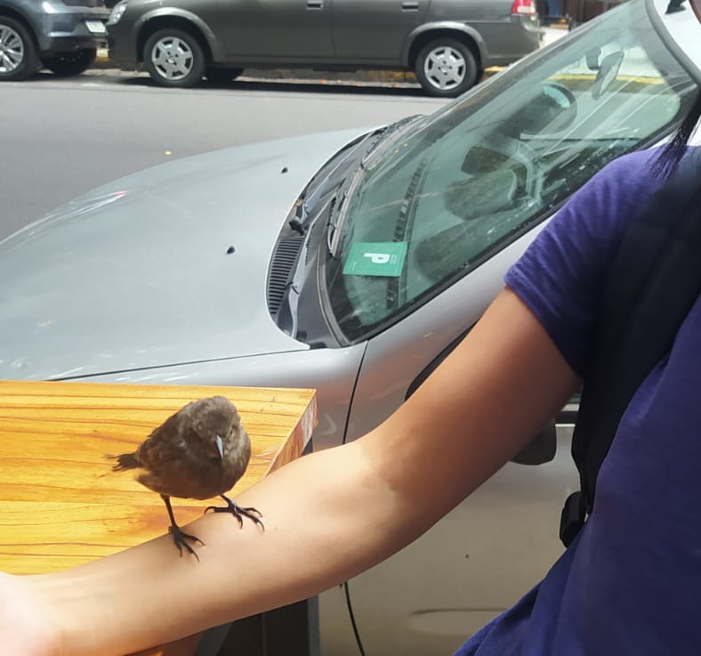 アパートの近くのピザ屋で待ってたらいきなり腕に止まられたの思い出したww