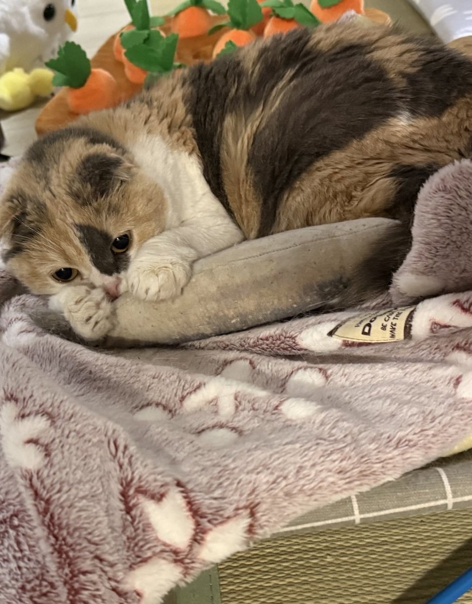 今日お疲れ様です。おやすみなさい。だんご