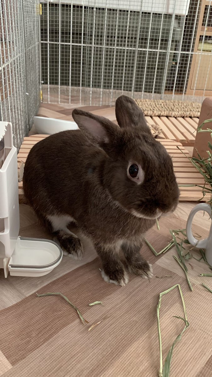 🐰そろそろ寝る？
おかわりチモシー出しといてね
#うさぎのマーチン
#バニーズエンターテインメント