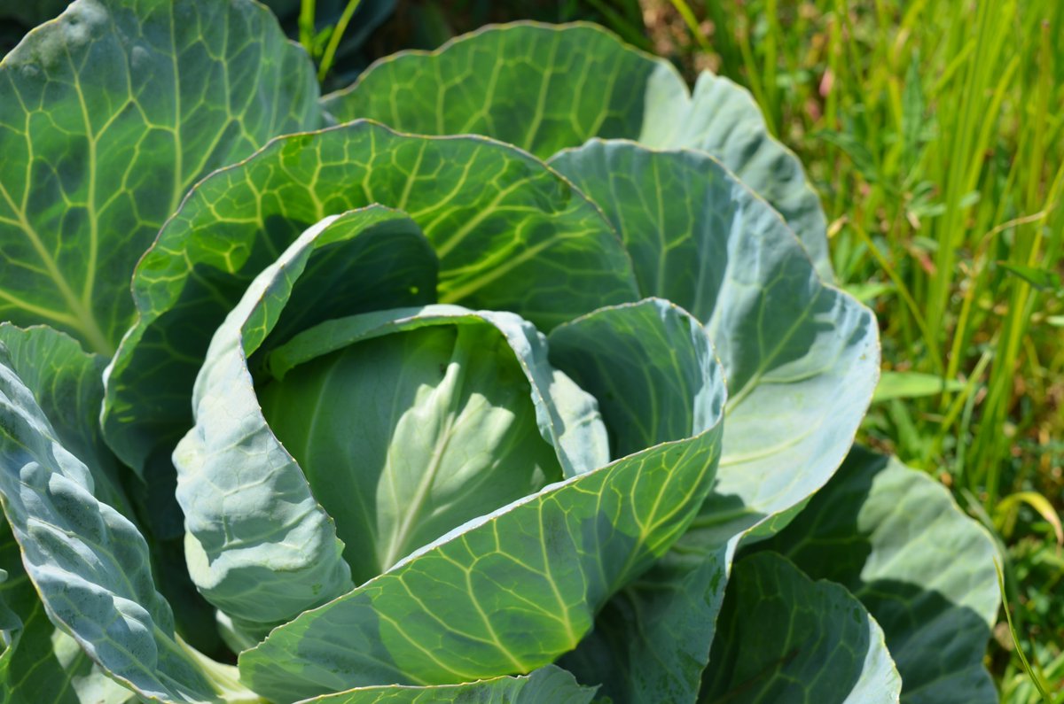 IR4_Project's tweet image. We&apos;re headed to the northeast for our annual specialty crop tour with partners from @EPA and @USDA. Last year&apos;s tour took us through fields of hemp, hops, brassicas and fruit trees. This year&apos;s tour will show us mushrooms, fruit, solar farming and more! #ir4project