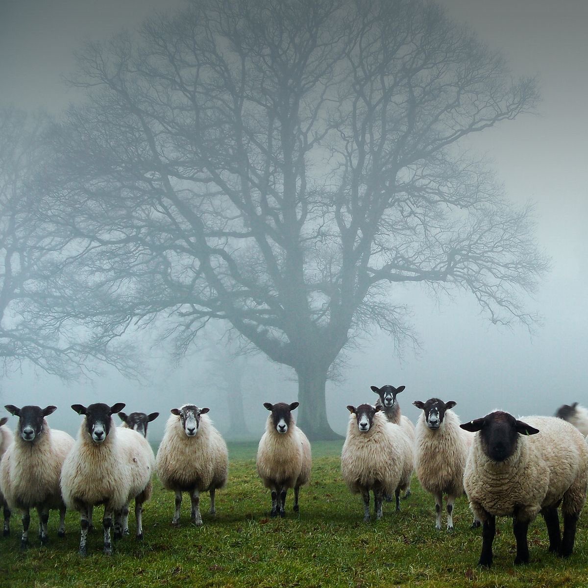 ‘The Tree Guardians 
Photographer John Trent
Shrouded in the mist .    Great photograph