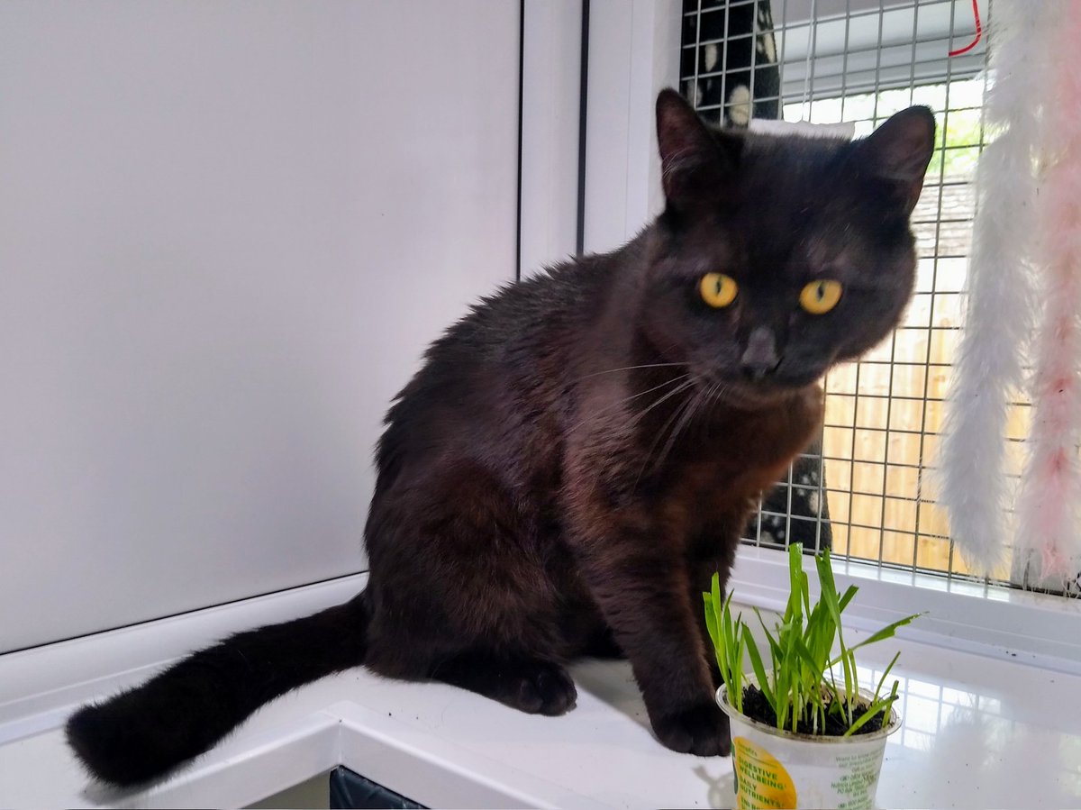 RSPCA_TheArk's tweet photo. Rowan settled into our care quickly. He is friendly when greeting new people and will stretch out on his trusted handler's laps for a snooze and strokes. Rowan is confident and knows his likes and dislikes. He is playful especially with his favourite toys. https://t.co/tAu8MoxLXO https://t.co/zvi2sTZ4BQ