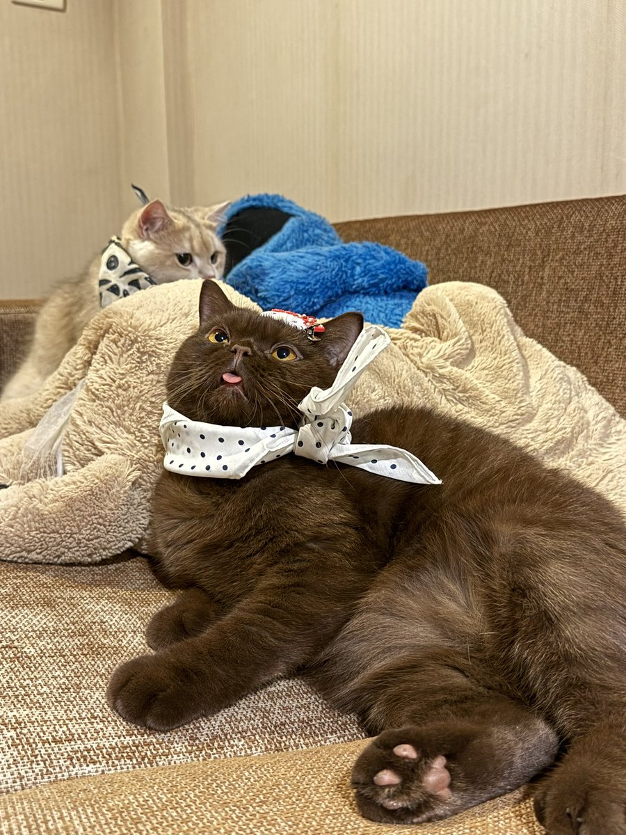 จะมาเป็นแมวเหมือนกันไม่ได้