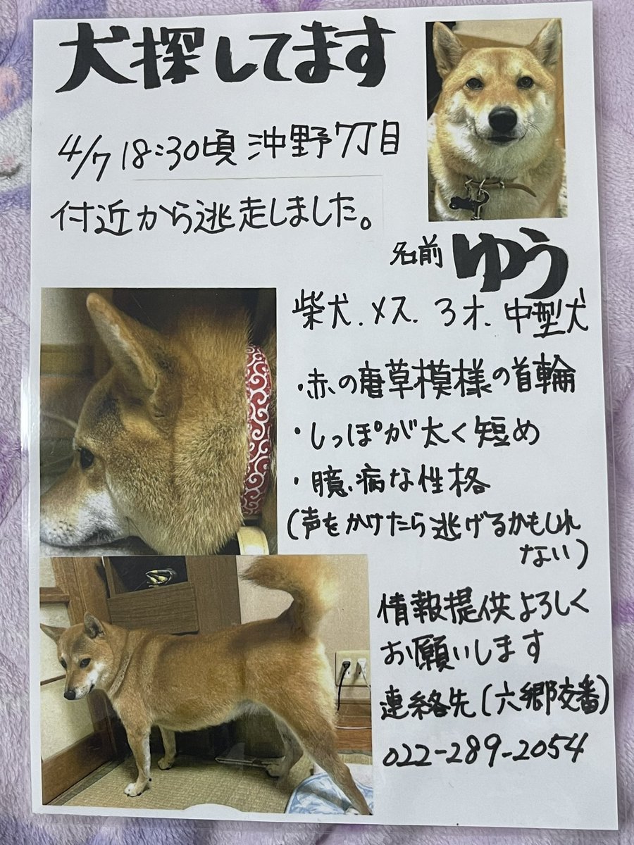 Dhall_cocoa_Ltd's tweet photo. #犬探してます🐶
4月7日18時30分頃
宮城県仙台市若林区沖野7丁目付近から逃走したそうです。
※情報提供▶︎六郷交番
☎022-289-2054
#迷い犬 
#迷子犬 
#宮城県迷い犬 
#宮城県迷子犬 
#仙台市迷い犬 
#仙台市迷子犬 
#拡散希望 
友達の友達の犬なので質問には答えられません。よろしくお願いします！ https://t.co/rFL97OECmr