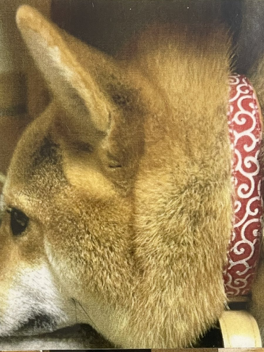 Dhall_cocoa_Ltd's tweet photo. #犬探してます🐶
4月7日18時30分頃
宮城県仙台市若林区沖野7丁目付近から逃走したそうです。
※情報提供▶︎六郷交番
☎022-289-2054
#迷い犬 
#迷子犬 
#宮城県迷い犬 
#宮城県迷子犬 
#仙台市迷い犬 
#仙台市迷子犬 
#拡散希望 
友達の友達の犬なので質問には答えられません。よろしくお願いします！ https://t.co/rFL97OECmr