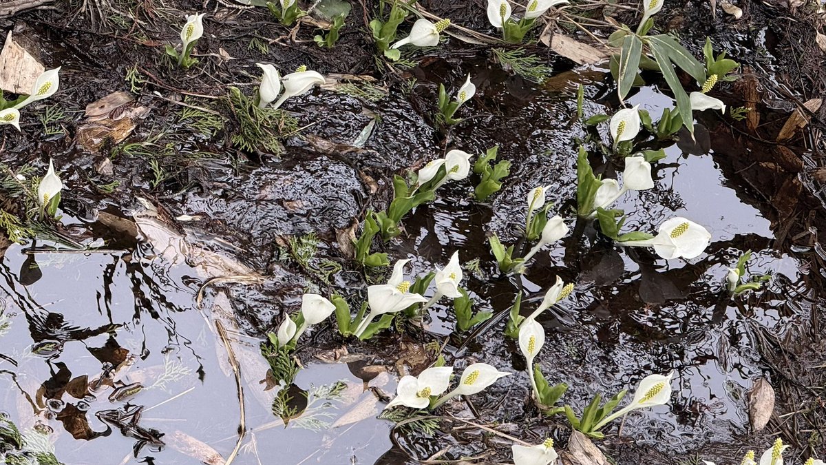 霜が降りないのは…記憶にありません。歩荷の五十嵐さんも10年以上ぶりだと話していました。ミズバショウがとにかくまっ白。数も多い。2025'春の尾瀬は記憶にも記録にも残る美しさです。　
ワタスゲの花も凄い数です。
今年は霜に遭わない植物が例年よりも数も多くて綺麗そうです。楽しみですね。