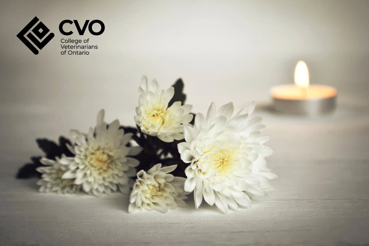 On #WorldPetMemorialDay, we remember &amp; honour the beloved pets who have touched our lives.❤️‍🩹 Today, the College sends positive thoughts &amp; healing to those who have lost a special animal. We value the veterinary teams who bring compassion &amp; professionalism at a challenging time.