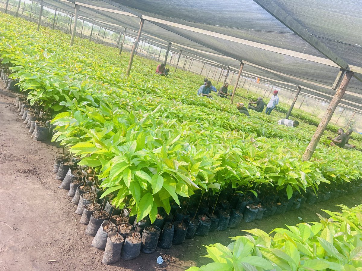 Ruvusha_Israel's tweet image. Nous produisons actuellement plus de 200 000 plants d'avocat Hass chaque année en République du Congo (Brazzaville). Promouvoir une agriculture axée sur le marché.
@Mabouba_Diagne_
@JKanyoni