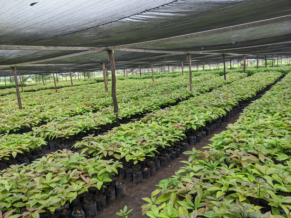 Ruvusha_Israel's tweet image. Nous produisons actuellement plus de 200 000 plants d'avocat Hass chaque année en République du Congo (Brazzaville). Promouvoir une agriculture axée sur le marché.
@Mabouba_Diagne_
@JKanyoni